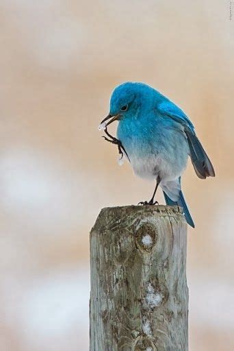 Little Blue Bird Beautiful Birds Animals Animals Beautiful