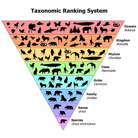Plant And Animal Classification Guide Biological Taxonomy Fauna Facts