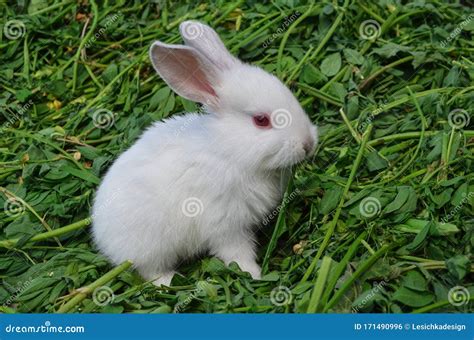 Baby White Rabbit Pictures