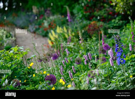 Allium Purple Sensationdelphiniumcottage Gardenbedborderspring
