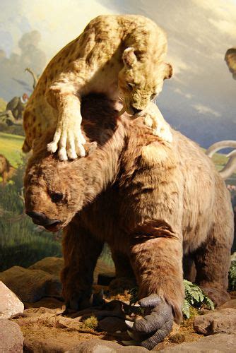 They were dug by giant ground sloths. Smilodon attacking a giant ground sloth at the Page Museum at the La Brea Tar Pits | Prehistoric ...