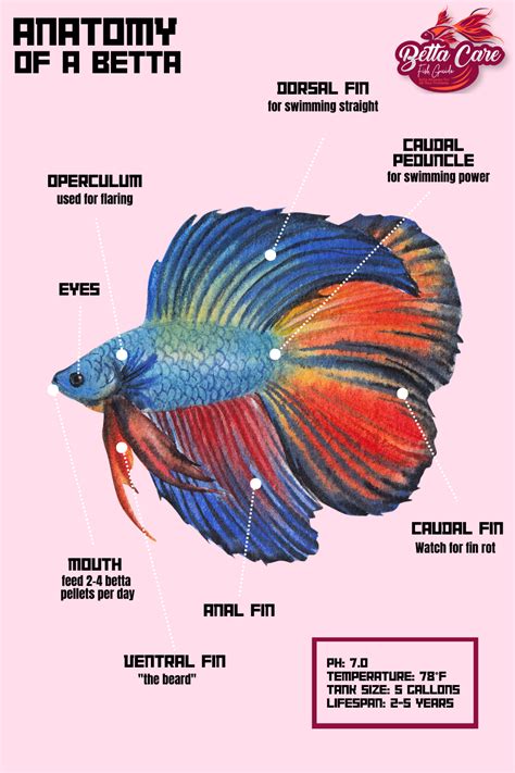 Betta Anatomy Find Out How Amazing These Fish Are Betta Care Fish