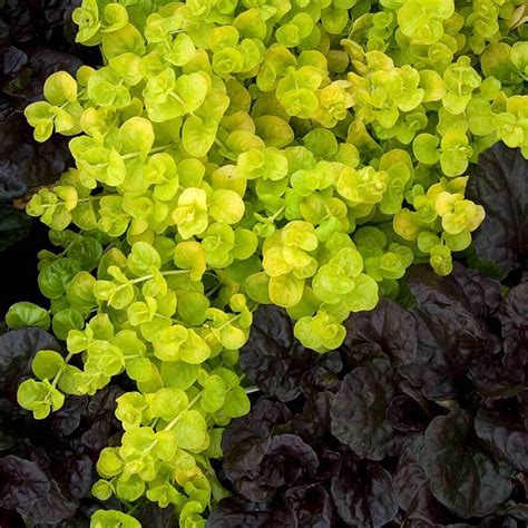 Yellow Creeping Jenny Great Garden Plants