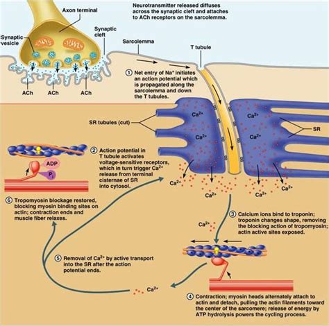 The real shape of your midsection boils down to a formula that includes factors like body type, fat composition, and possibly even the shape of the. The 25+ best Muscle contraction ideas on Pinterest | Physiology, Muscular system and Muscle tissue