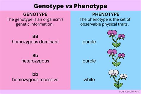 Genotype Vs Phenotype Definitions And Examples