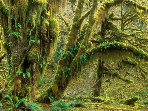 Voice Of Nature The Hoh Rainforest Is Located On The Olympic