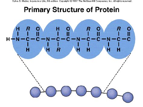 Fajarv Protein Structure Levels And Function