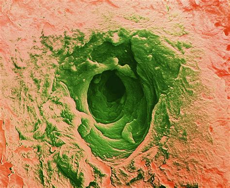 False Colour Sem Of Sweat Pore In Human Skin Photograph By Dr Jeremy