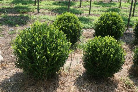 Natural boxwood bushes, sunlight among the bushes, spring background panorama. BUXUS micropylla var. 'Korean' Winter Green/ Winter Gem ...