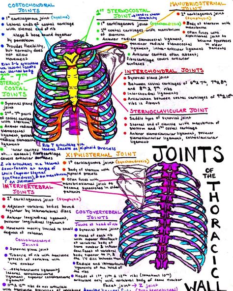 See This Instagram Photo By Instaanatomy • 461 Likes Medical