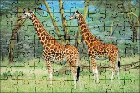 giraffe jigsaw puzzles online