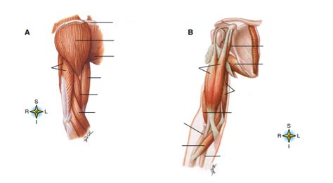 The anterior compartment includes biceps brachii, coracobrachialis and brachialis while the triceps brachii is a. Study Guide: Appendicular Muscles | Quiz