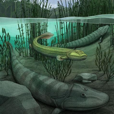 New Fossil Shows Four Legged Fishapod That Returned To The Water While