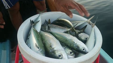 Aras 2 menerangkan pelbagai bentuk muka bumi pinggir laut negara malaysia berdasarkan rajah tebing tinggi , tanjung, teluk, pantai, pulau, pentas benua. Spot Pinggir Laut, JARING IKAN KEMBUNG PAGI HARI dapat ...