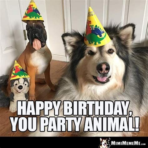 Dog Birthday Meme Happy Birthday You Party Animal Happy Birthday