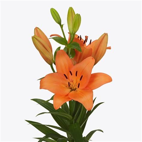 LILY LA BAROLO 90cm 5 Wholesale Dutch Flowers Florist Supplies UK