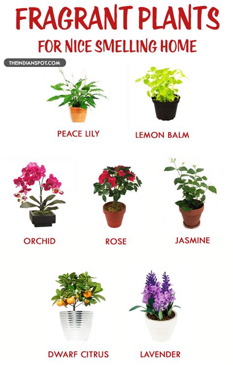 Maybe you would like to learn more about one of these? FRAGRANT HOUSE PLANTS FOR A NICE SMELLING HOME