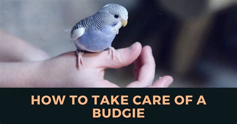 How To Take Care Of A Budgie Love A Lot Pets Blog For Pet Lovers