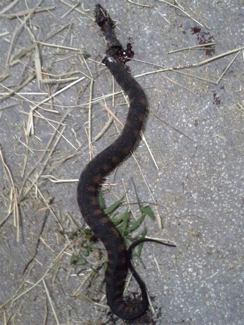 Is This A Water Moccasin Rtampa
