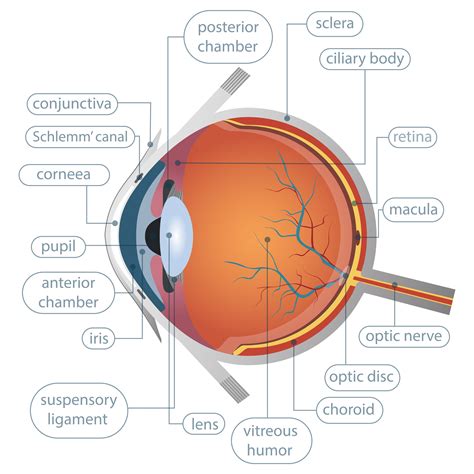 Human Eye Anatomy Vector Art Icons And Graphics For Free Download