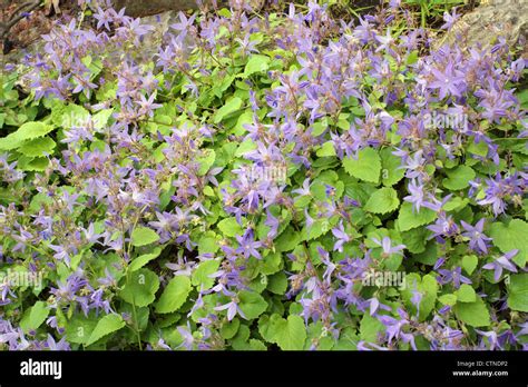 Trailing Bellflower Hi Res Stock Photography And Images Alamy