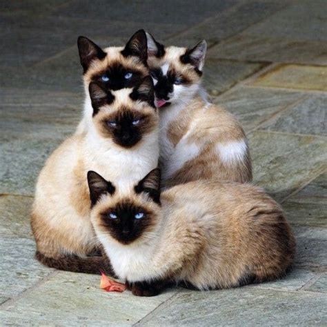 Adorable Siamese Kittens Pretty Cats Cute Animals Cute Cats