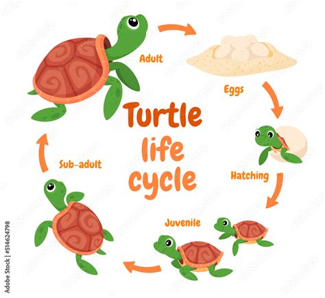 Illustration Of A Turtle Life Cycle Reproduction Of Turtles In The