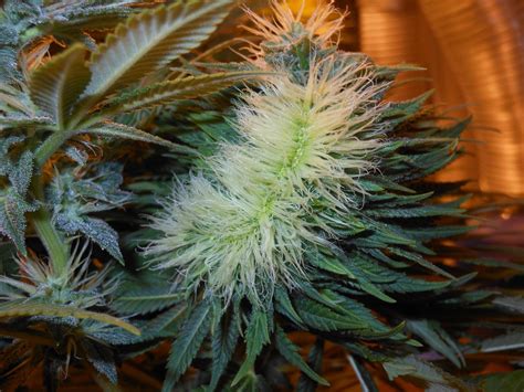 Cannabis fasciation - an interesting anomaly | Cannabis Growing Forum ...