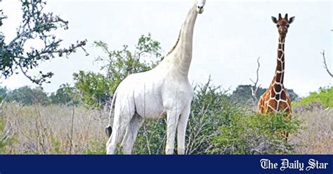 rare white giraffes killed by poachers in kenya the daily star