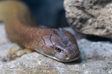 Indian Cobra Genome Sequence Can Pave The Way For New Antivenoms