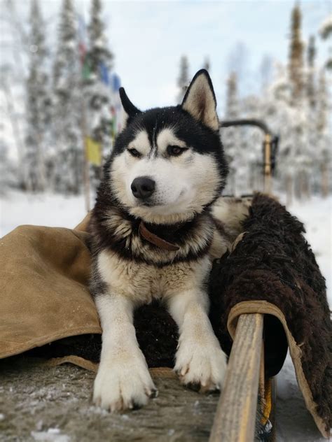 Tour To The Husky Park Dog Sledging With Siberian Husky