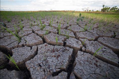 Recommended practices up for extended El Nino | PRRI