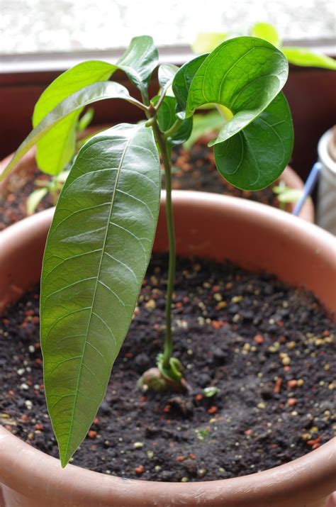 Manche arten sind immergrün, andere ziehen zu ungünstigen jahreszeiten ihr laub ein. Mr. Greens Welt: Mango Kent - Vom der Frucht zur Pflanze