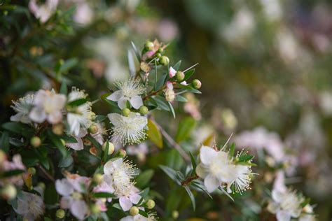 How To Grow And Care For Myrtus Communis