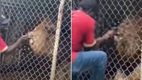 Jamaica Zoo Workers Finger Bitten Off By Lion After Taunting It Newshub