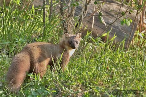 Kuna Lesná Alebo Kuna Hôrna Wildlifeblog