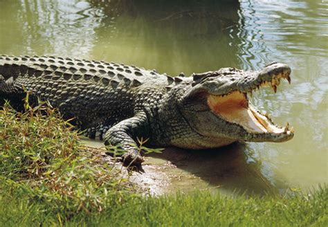 Learn about the crocodile's habitat, behavior, and more in this article. British tourist is feared to have been eaten by a ...