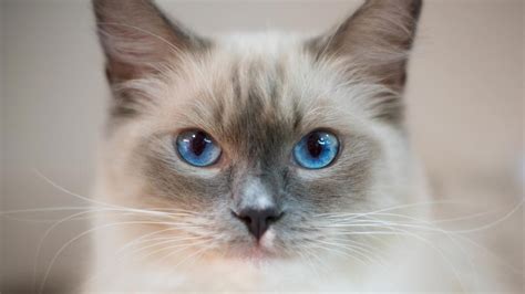 Ragdoll cats are not particularly known to scratch furniture, but they are cats, after all, and they need to sharpen their claws, so the occasional furniture yes, ragdolls can be grey. Ragdoll - Price, Personality, Lifespan