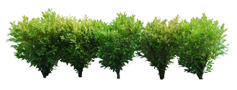 Bushes PNG image