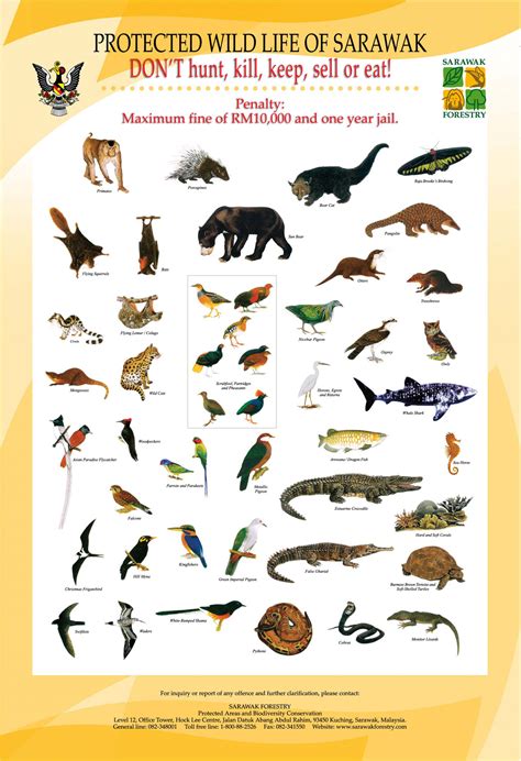 Rainforest Animals List With Names