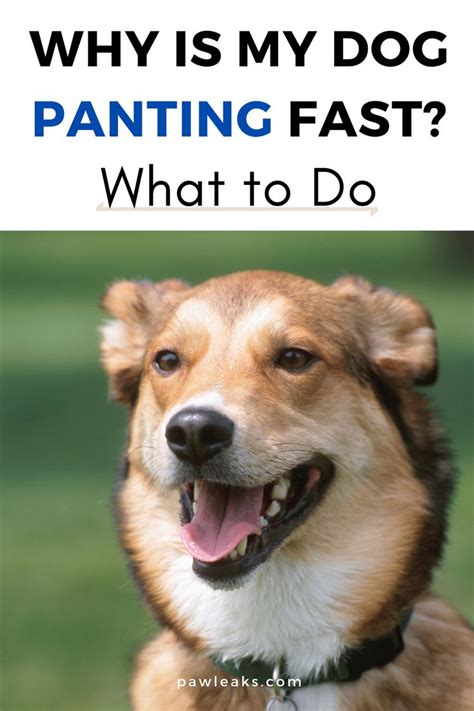 Did you ever watch your dog sleeping peacefully and breathing deeply, only to see his breath start to quicken and become almost a pant? Why Is My Dog Breathing Heavy? What to Do | PawLeaks in ...