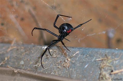 Black widow spiders have an hourglass shaped marking on the underside of their abdomen which. Black Widow Spider - North American Insects & Spiders