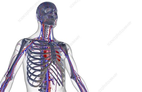 The Blood Supply Of The Upper Body Stock Image F0014073 Science