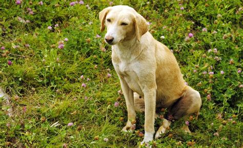 10 Most Famous Dog Breeds In India Dogbreedo Photos