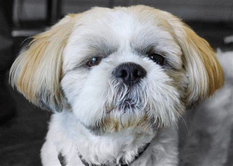 How To Care For Shih Tzu Eyes In Order To Prevent Shih Tzu Eye Problems
