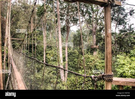 The Hanging Bridges For The Canopy Walk In Kakum National Park Near