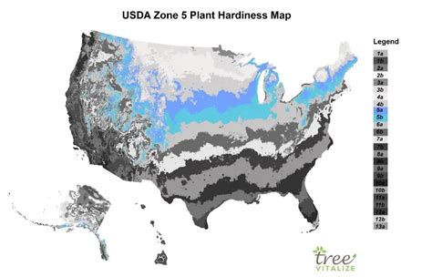 Usda Zone 5 Where Is It What To Plant Tips To Success