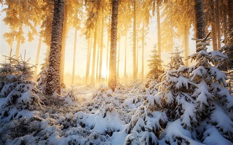 Landscape Nature Winter Forest Sunrise Sunlight Trees Snow Cold