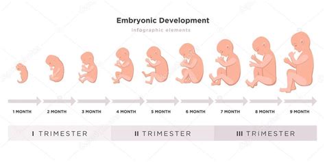 Desarrollo Embrionario Ciclo Mes A Mes De 1 A 9 Meses Hasta El