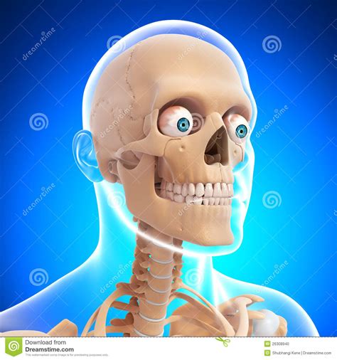 Side View Of Human Head Skeleton Stock Illustration - Illustration of ...